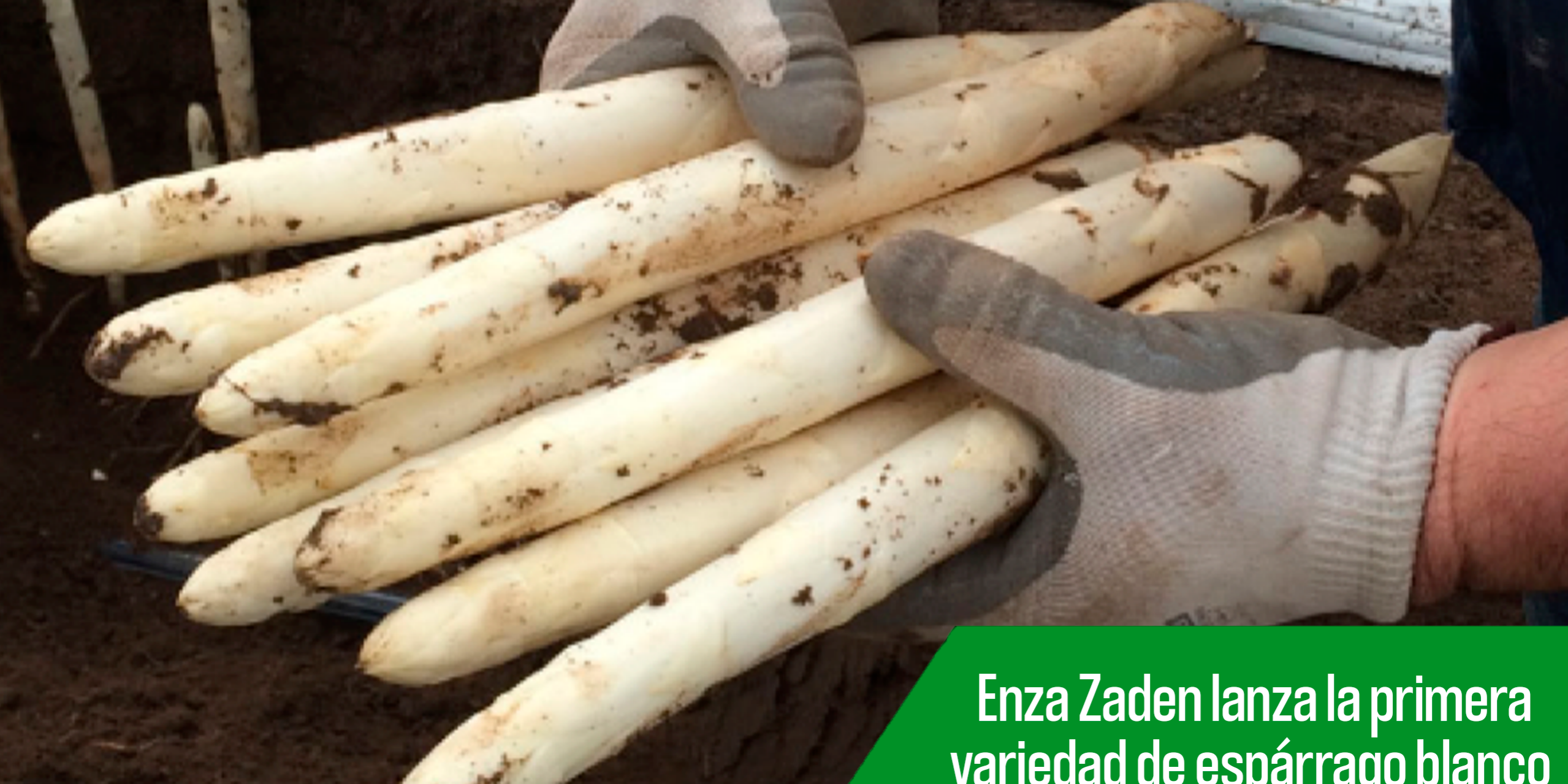 espárrago-nueva-variedad