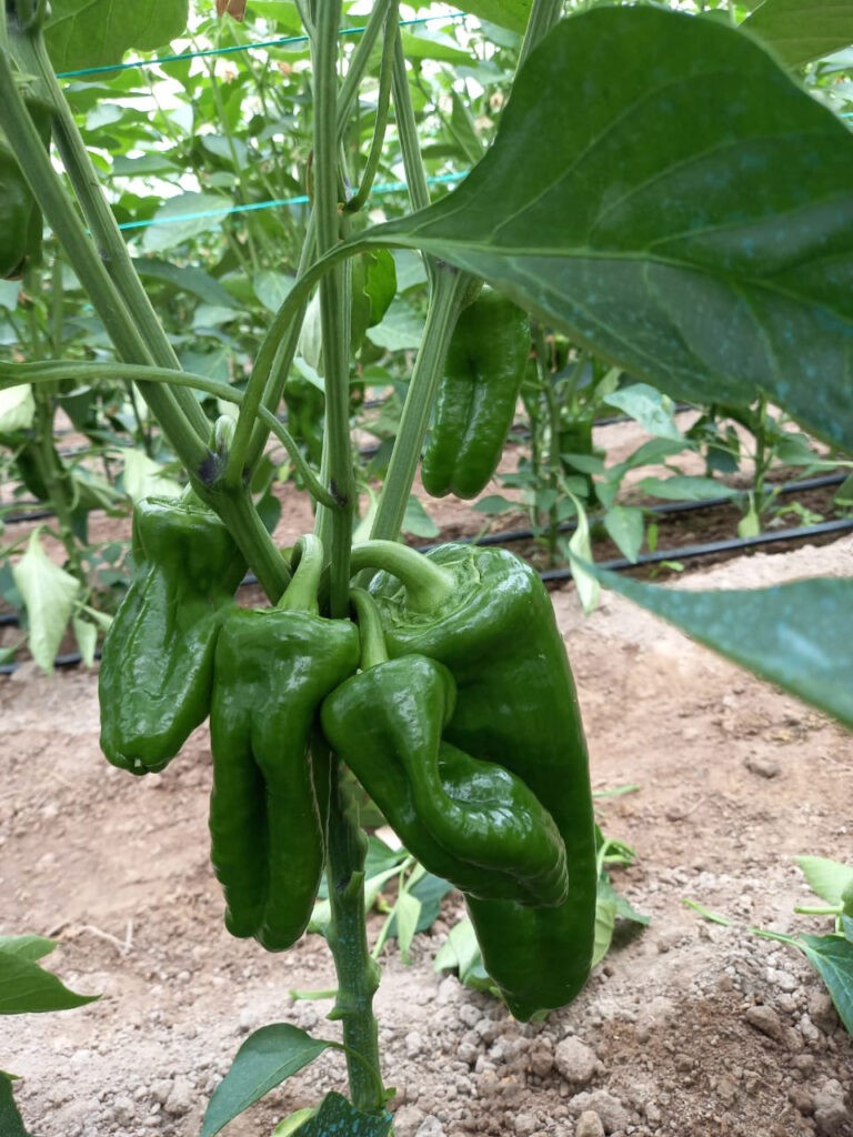 pimiento-iguazú-cosecha