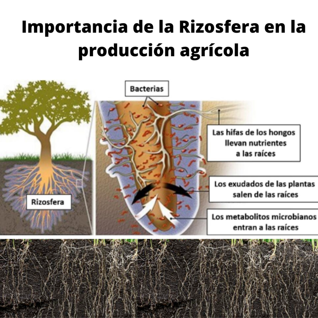 Importancia de la Rizosfera en la producción agrícola