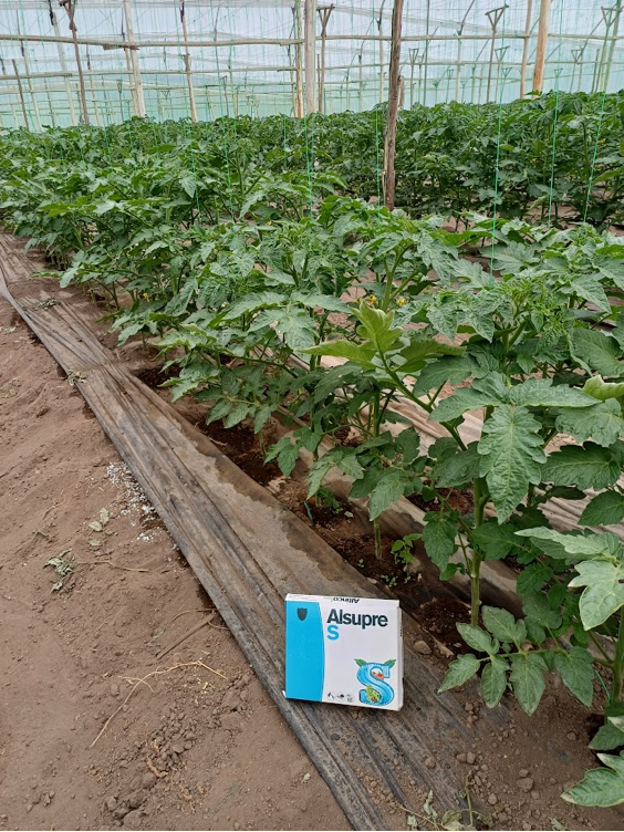 Control de Roya y Odium con Alsupre S en Tomate Riñón