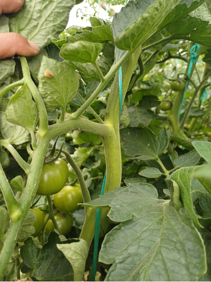 Principales Plagas y enfermedades del Tomate de Riñón en Ecuador