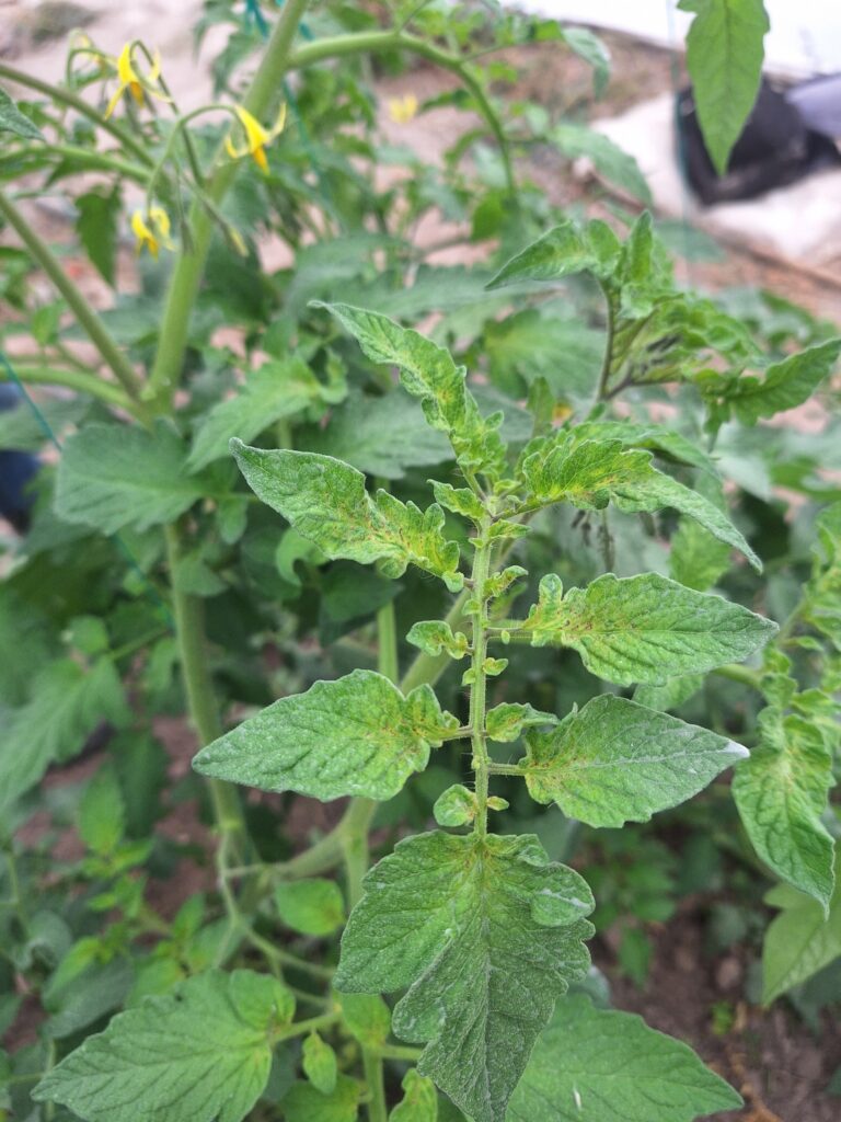 Cómo leer una planta: indicadores visuales