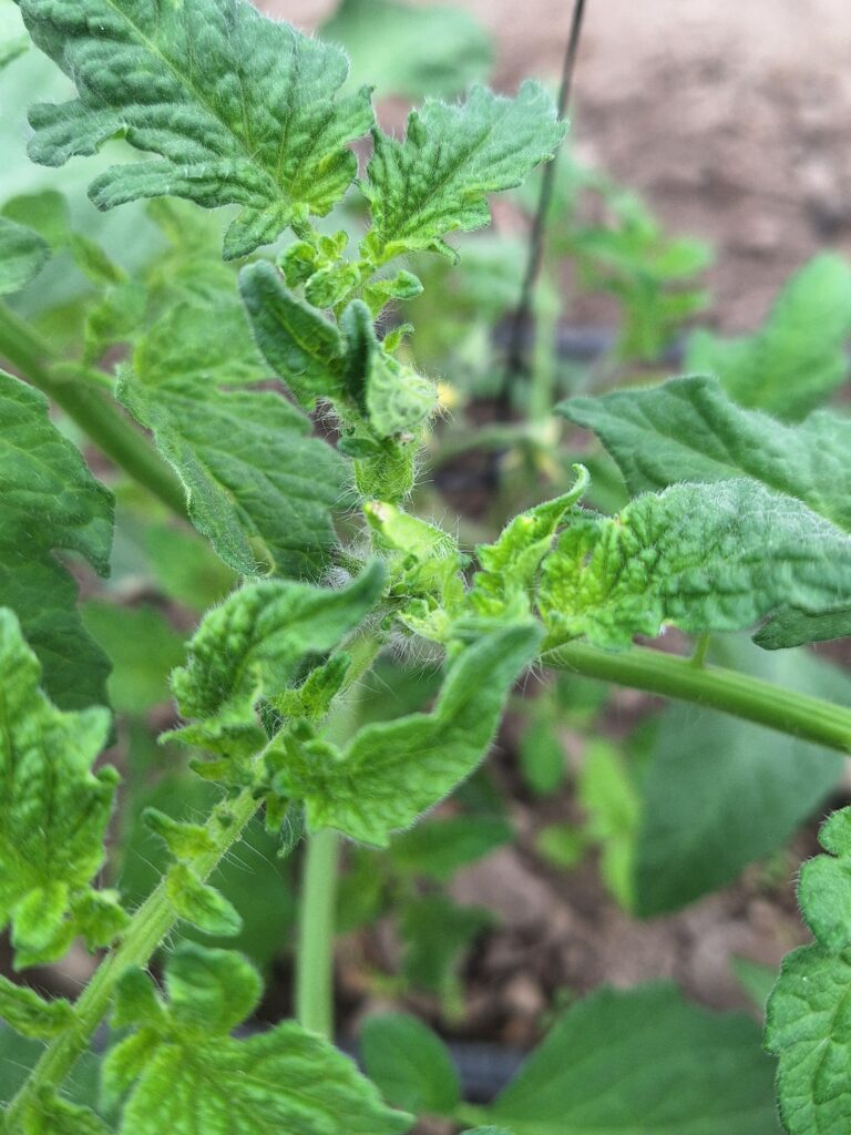 ¿Qué pasa dentro de la planta después de una aplicación foliar?