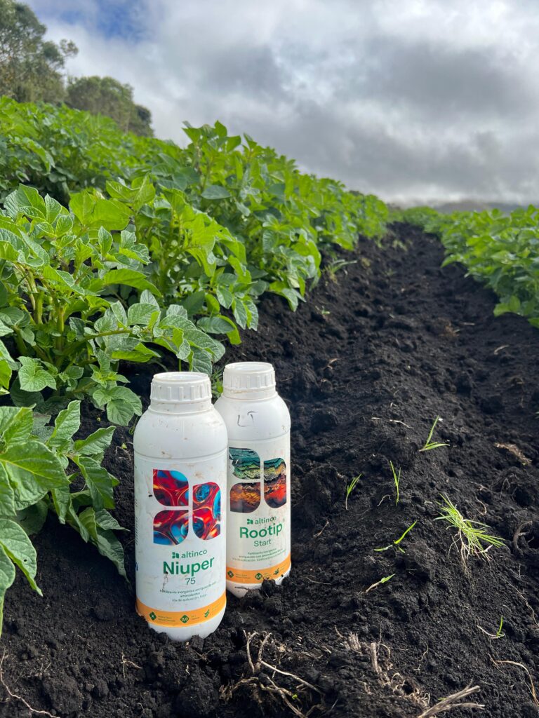 Fósforo + Prebióticos construye cultivos más productivos