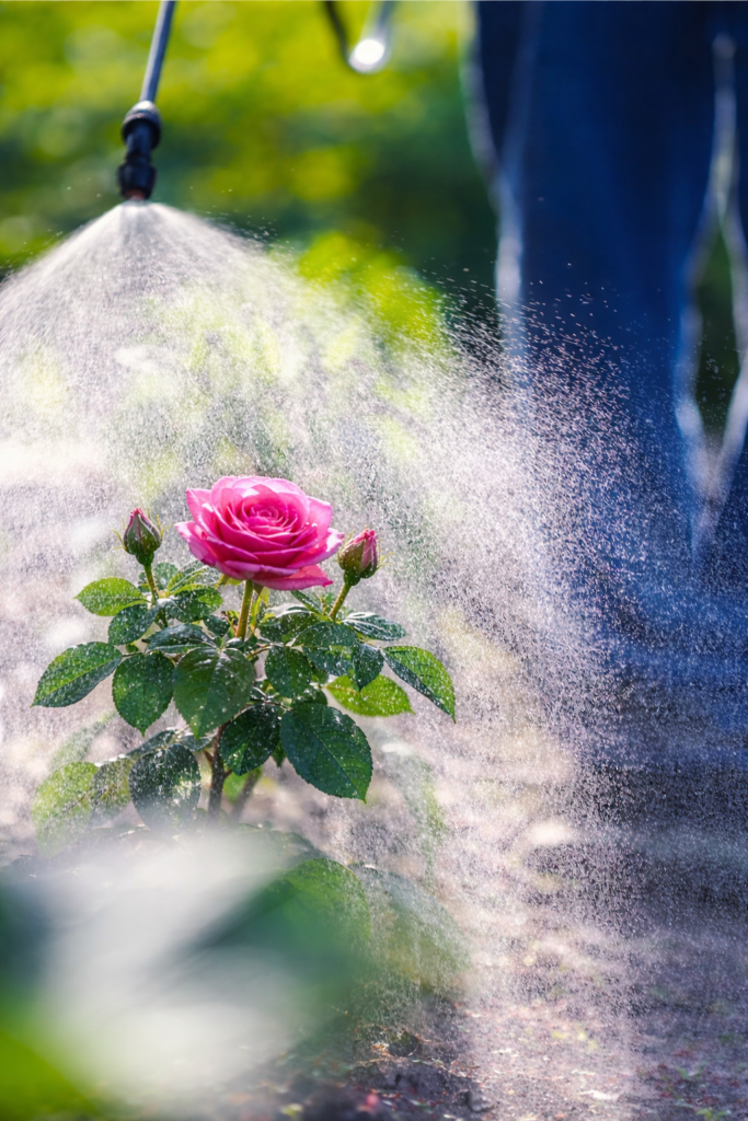 ¿Cuándo aplicar fertilizantes… y cuándo NO hacerlo?