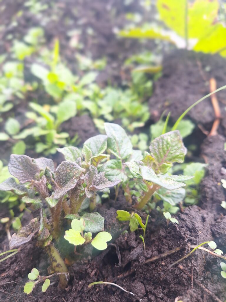 Extractos vegetales: cómo fortalecen la fisiología de las plantas